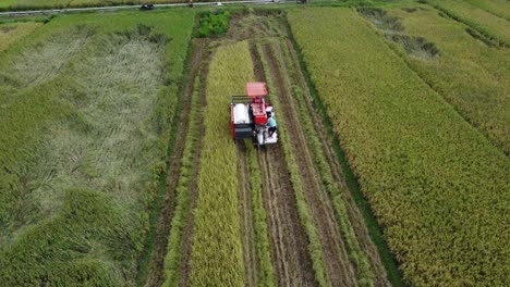 Aerial-drone-view-of-combine-harvester-tractor-harvesting-rice-paddy-in-the-field-and-harvester-loading-off-rice-paddy-on-trailers-with-sunlight