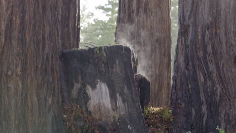 Nahaufnahme-Des-Morgennebels,-Der-Von-Einem-Verbrannten-Baumstumpf-Im-Redwood-Grove-Verdunstet