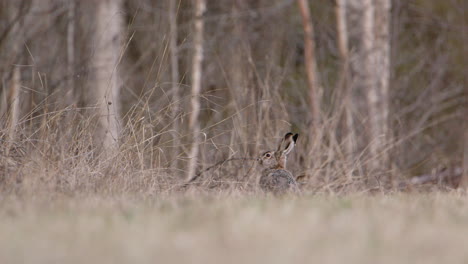 A-European-brown-hare-sniffing-the-air-in-a-forest-in-Sweden,-wide-shot