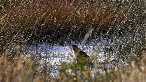 Puma-Cub-Sitting-On-Snow-Covered-Ground-Amongst-Tall-Grass-In-Chile