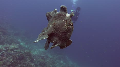 Frogfish-Gigante-Nadando-En-Agua-Libre-Con-Buzo-En-Segundo-Plano.