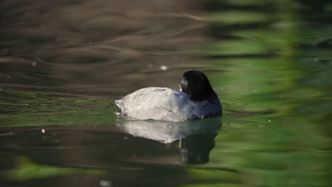 White-winged-Coot-With-Mirrored-Reflection-Swimming-In-The-Lake