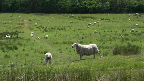 A-group-of-sheep-on-an-English-mountainside-farm-field