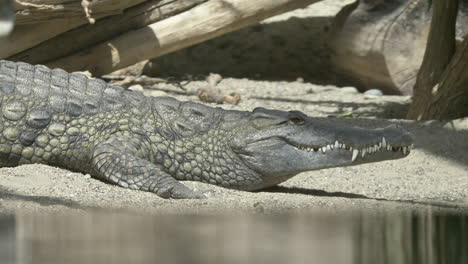 Adult-Freshwater-Crocodile-with-dangerous-teeth-resting-on-shore-beside-lake-in-summer