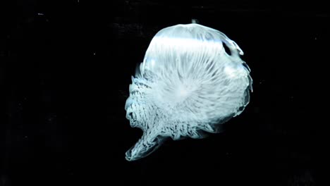 16,527-leagues-under-the-sea-a-gelatinous-creature-morphs-then-moves-off---For-more,-search-"AbstractVideoClip"-using-the-quotation-marks