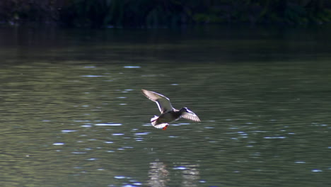 Flying-Mallard-Duck-Makes-A-Splash-Landing-In-The-Water-Of-A-Pond-On-Summertime