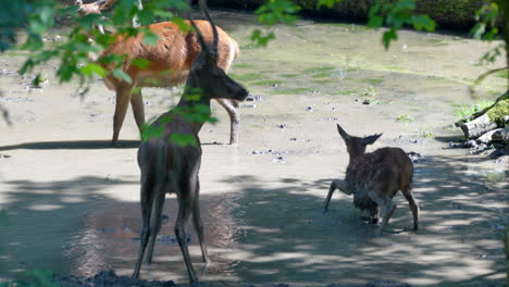 Young-Newborn-Deer-having-fun-in-dirty-Puddle-with-family-during-sunny-day,4K---Slow-motion-shot-of-wallow-fawn-in-swamp