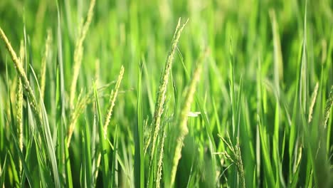 Nahaufnahme-Grüner-Reispflanzen,-Die-Sich-Im-Abendlicht-Im-Wind-Wiegen