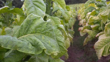 Tobacco-growing-in-a-field-in-southern-Orange-County,-North-Carolina