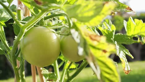 Tomato--on-the-vine