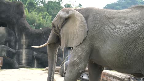 Aufnahmen-Von-Elefanten,-Dem-Größten-Landtier,-Vom-Kopf-Bis-Zum-Hintern