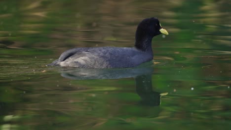 Red-gartered-coot-takes-relaxing-swim-on-smooth-pond