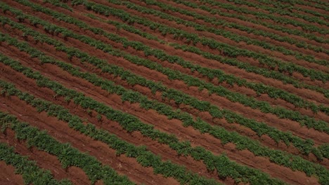 Farm-land-and-crops-being-grown-in-a-vast-field-of-Hawaii
