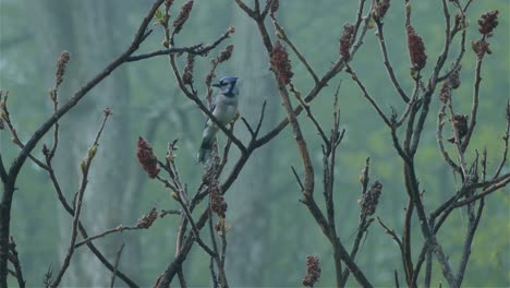 Ein-Blauer-Jay-Vogel-Sitzt-Auf-Einem-Ast-Mit-Leicht-Geneigtem-Kopf-Und-Fliegt-Davon