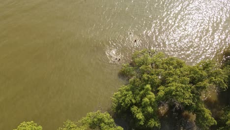 Mangrove-Trees-and-Children-Bathing,-a-successful-reforestation-program-in-Samut-Prakan,-Thailand