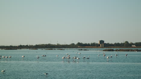Wild-Flamingos-resting-and-flying-over-Salina-di-Comacchio-in-Italy-during-a-beautiful-clear-sunny-day