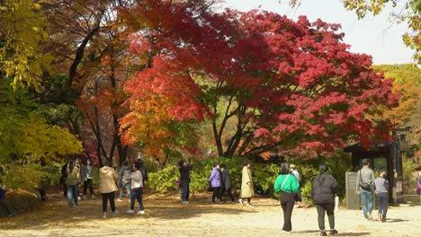 Menschen-Im-Herbstlichen-Changgyeonggung-Palastgarten,-Die-Tagsüber-Spazieren-Gehen-Und-Bunte-Blätter-Fotografieren,-Seoul,-Südkorea
