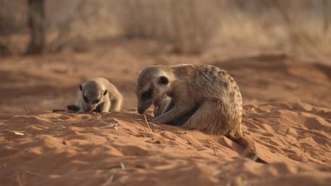 Meerkat-pups-play-in-the-sand-and-drink-milk-while-their-mother-digs-for-food,-closeup