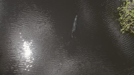 Vertical-aerial-view-of-large-adult-alligator-swimming-in-dark-water