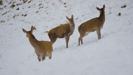 Closeup-of-a-wild-deer,-deers-with-horns-in-nature-covered-in-snow-in-wintertime,-running-and-eating-captured-in-4k-slow-motion-in-the-forest-with-natural-light