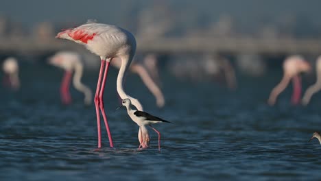 Winterzugvögel-Größere-Flamingos,-Die-Bei-Ebbe-In-Den-Seichten-Meeresgewässern-Wandern---Bahrain