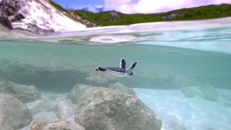 Junge-Grüne-Meeresschildkröte-Schwimmt-Unter-Seichtem-Meerwasser