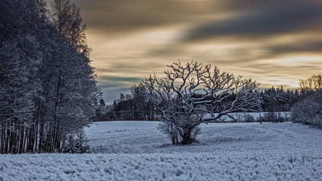 Winter-forest-timelapse-with-dramatic-yellow-and-white-cloudy-sky,-establishing-shot