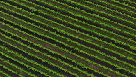 Rising-rotational-shot-of-a-green-wineyard