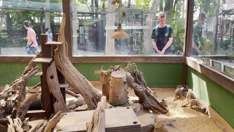 Man-looks-into-the-Meerkat-Enclosure-in-Shepreth-Wildlife-Park,-Cambridgeshire