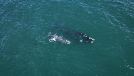 Brindled-Southern-Right-Whale-calf-logging-with-its-mother,-aerial-overhead