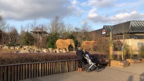 Familia-Disfrutando-Viendo-Los-Elefantes-En-El-Zoológico-De-Colchester