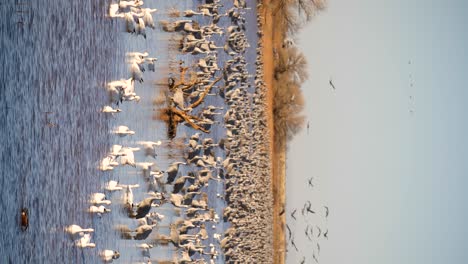 Vertical-shot-of-Sandhill-cranes-standing-in-the-water-snow-geese-landing-with-flock