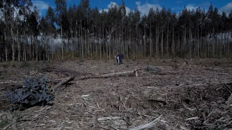 Adult-Male-Acting-As-Caretaker-Checking-On-Eucalyptus-Plantation-In-Forest-In-Galicia,-Spain