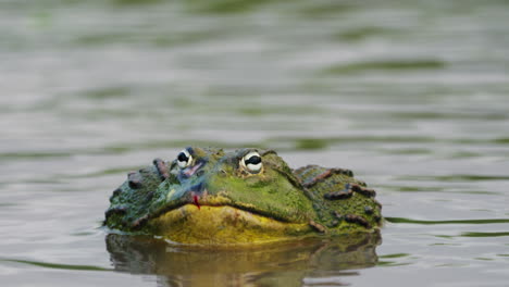 Massive-Male-Bullfrog-On-A-Pond-At-Central-Kalahari-Game-Reserve-In-Botswana,-South-Africa