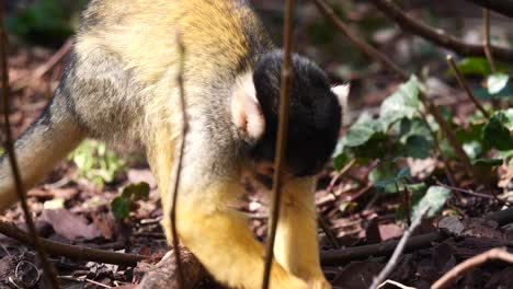 Close-up-shot-of-cute-Squirrel-Monkey-digging-in-wilderness-and-looking-for-food