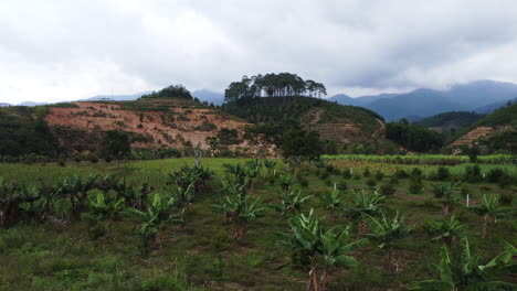 Banana-plantation-farm-field-in-rural-Southeast-Asia-countryside