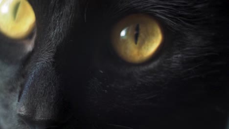 Große-Gelbe-Augen-Einer-Schwarzen-Katze,-Die-In-Makro-Und-Zeitlupe-Auf-Die-Kamera-Schaut-Und-Sie-Umrundet