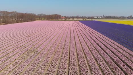Aerial-View-Of-Hyacinth-Flowers-Field-At-Daytime---drone-shot