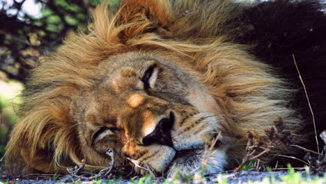 Large-Male-Lion-Sleeping-On-The-Ground---Close-up-of-head