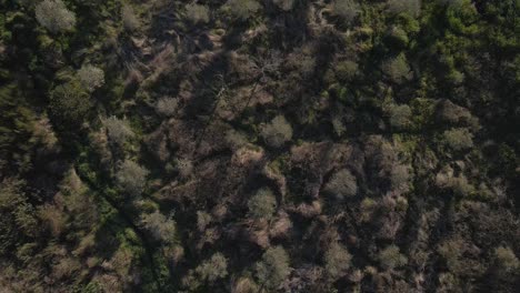 4K-aerial-view-of-a-plantation-of-olive-trees-in-the-Portuguese-countryside,-drone-moving-forward