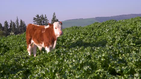 Junge-Kühe-Stehen-In-Einer-Hohen-Grünen-Vegetation-Und-Schauen-Sich-Um,-Totale,-Hügel-Am-Horizont