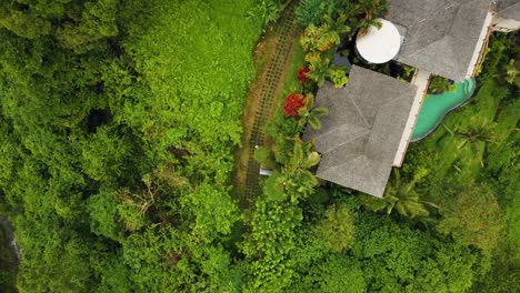 Bellas-Imágenes-Cinematográficas-De-Ubud,-Bali-Drone-Con-Exótica-Terraza-De-Arroz,-Pequeñas-Granjas,-Caminata-Campuhan-Ridge-Y-Plantaciones-Agroforestales