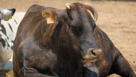 Closeup-Of-Hanwoo-Horned-Bull-With-Ear-Tag-and-Closed-Eyes-Resting-in-Farmland--close-up