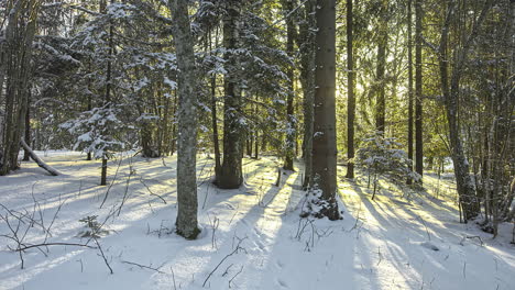 Timelapse-shot-of-golden-sunset-behind-snow-covered-trees-and-floor