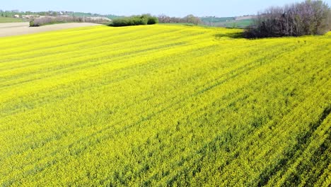 Drone-fly-over-yellow-rapeseed-field