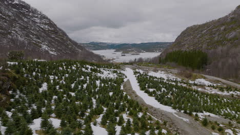 Aerial-drone-flies-over-Christmas-tree-plantation-small-farm-in-Norway