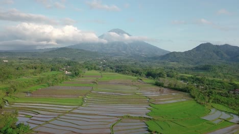 Ökologische-Reisfelder,-Umgeben-Von-Wildnis-Und-Massivem-Sumbing-Berg-Im-Hintergrund-Im-Sommer---Zentral-Java,-Indonesien