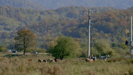 Un-Caballo-Y-Un-Carro-Ruedan-Entre-Vacas-En-El-Campo,-Por-Una-Carretera-Principal
