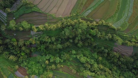 Aerial-flyover-tropical-and-exotic-plantation-fields-with-palm-trees-in-rural-countryside-of-Indonesia