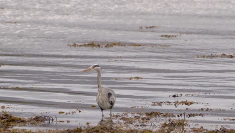 A-Grey-Heron-Hunting-for-Food-in-amongst-Seaweed-in-a-Coastal-Bay-in-Scotland